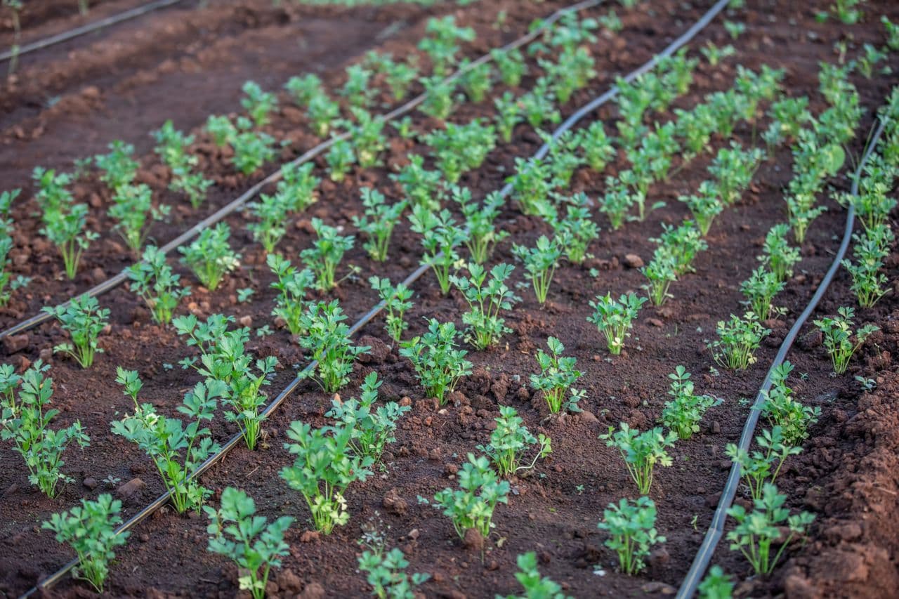 Restore water to nature across plants and farmland
