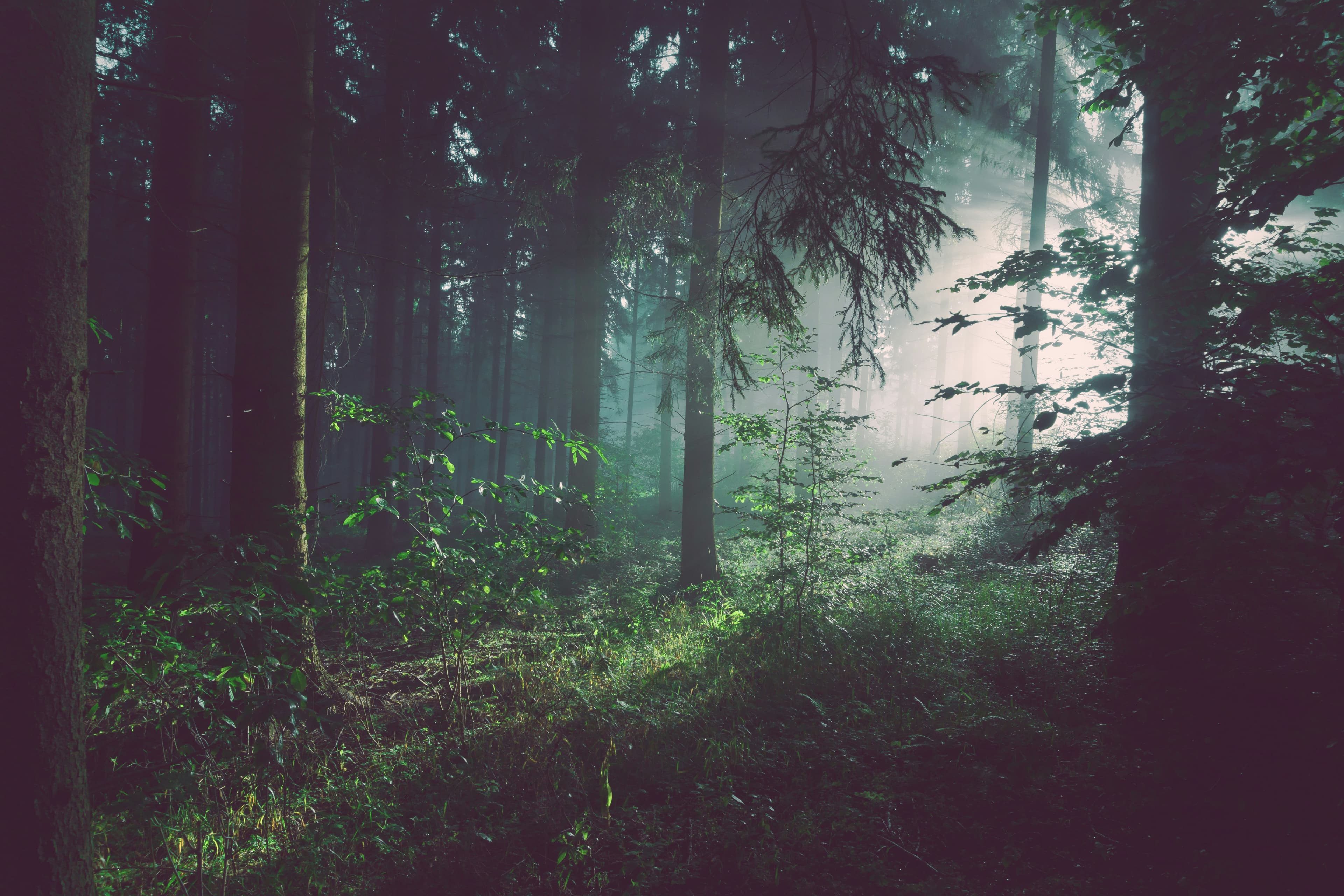 Build community wildfire resilience through social action