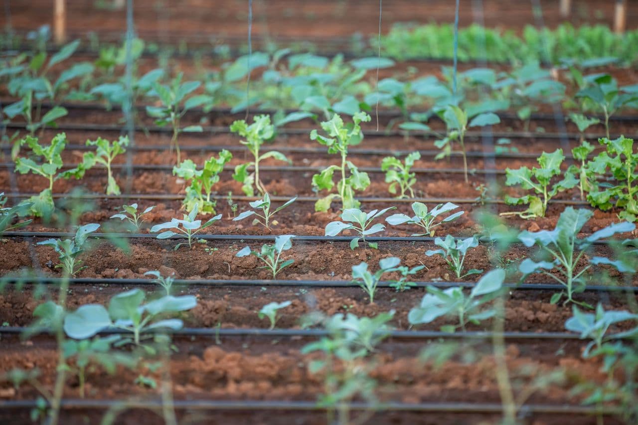 Plant windbreaks to protect soil moisture in dry basins