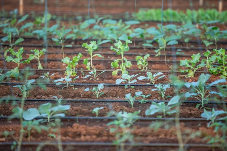 Plant windbreaks to protect soil moisture in dry basins