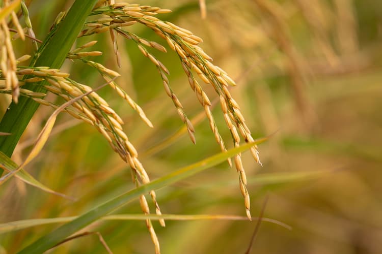 Support Indian farmers transition to direct-seeded rice