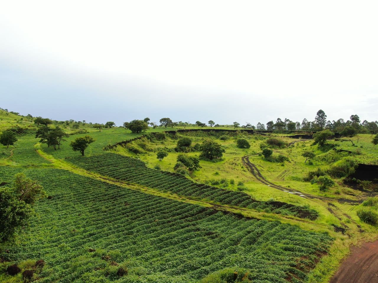 Embed biodiversity in agricultural supply chains