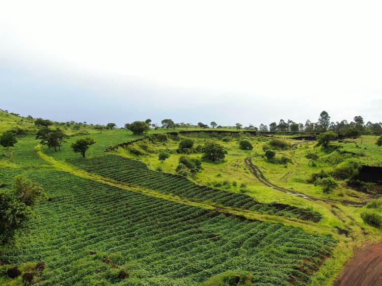 Embed biodiversity in agricultural supply chains