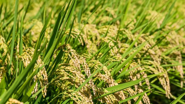 Incentivize low-emission rice in the Mekong River Delta