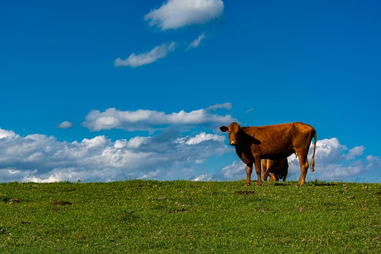 Invest in regenerative pasture-based farms in Brazil