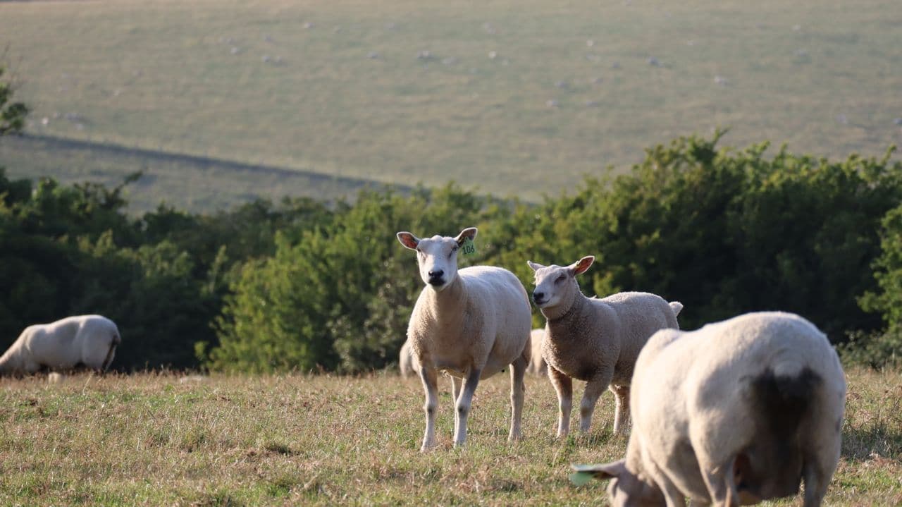 Replace mowing with grazing to decarbonise solar sites