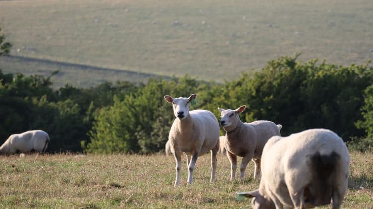 Replace mowing with grazing to decarbonise solar sites