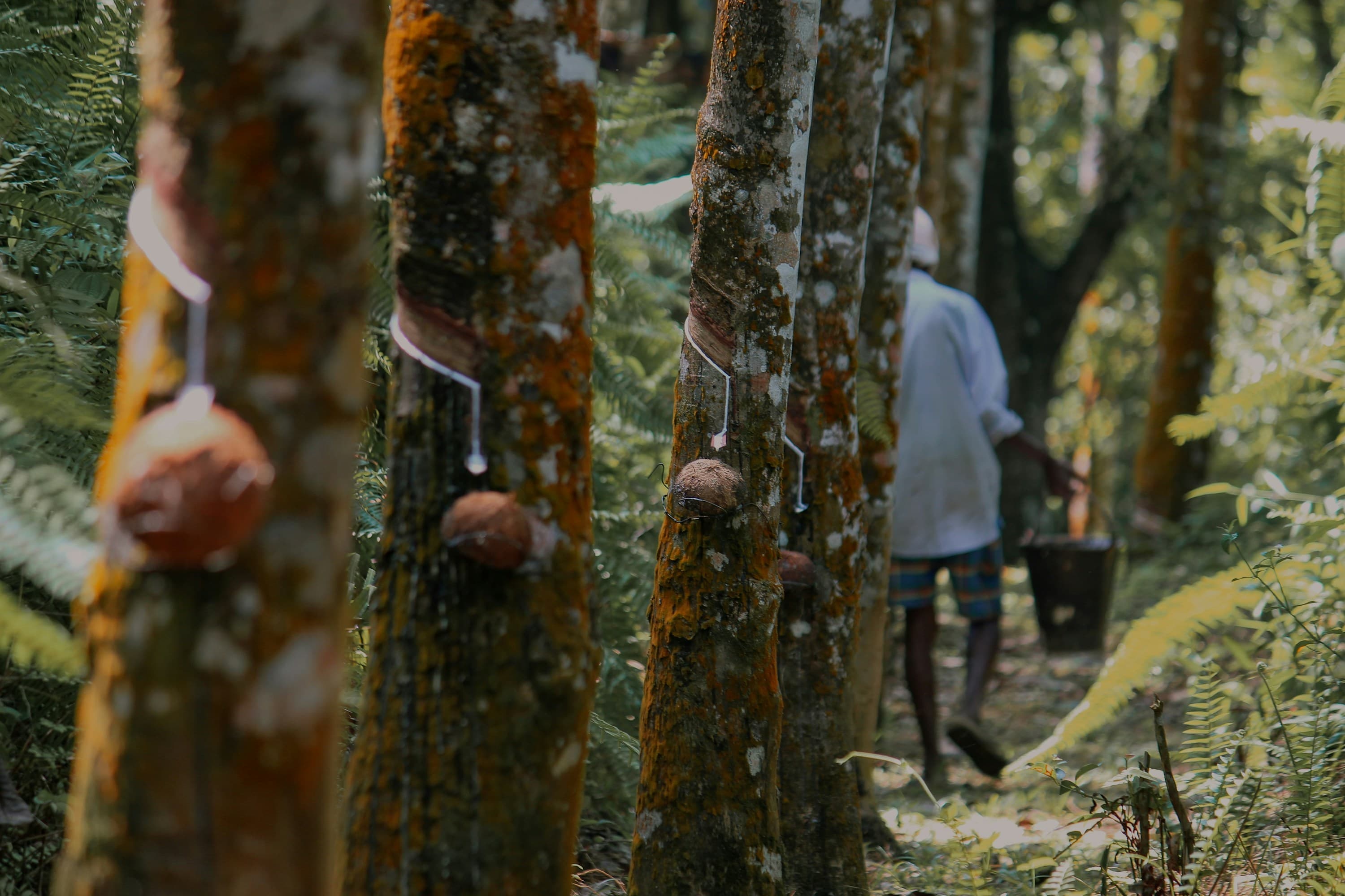 Restore biodiversity through rubber cultivation