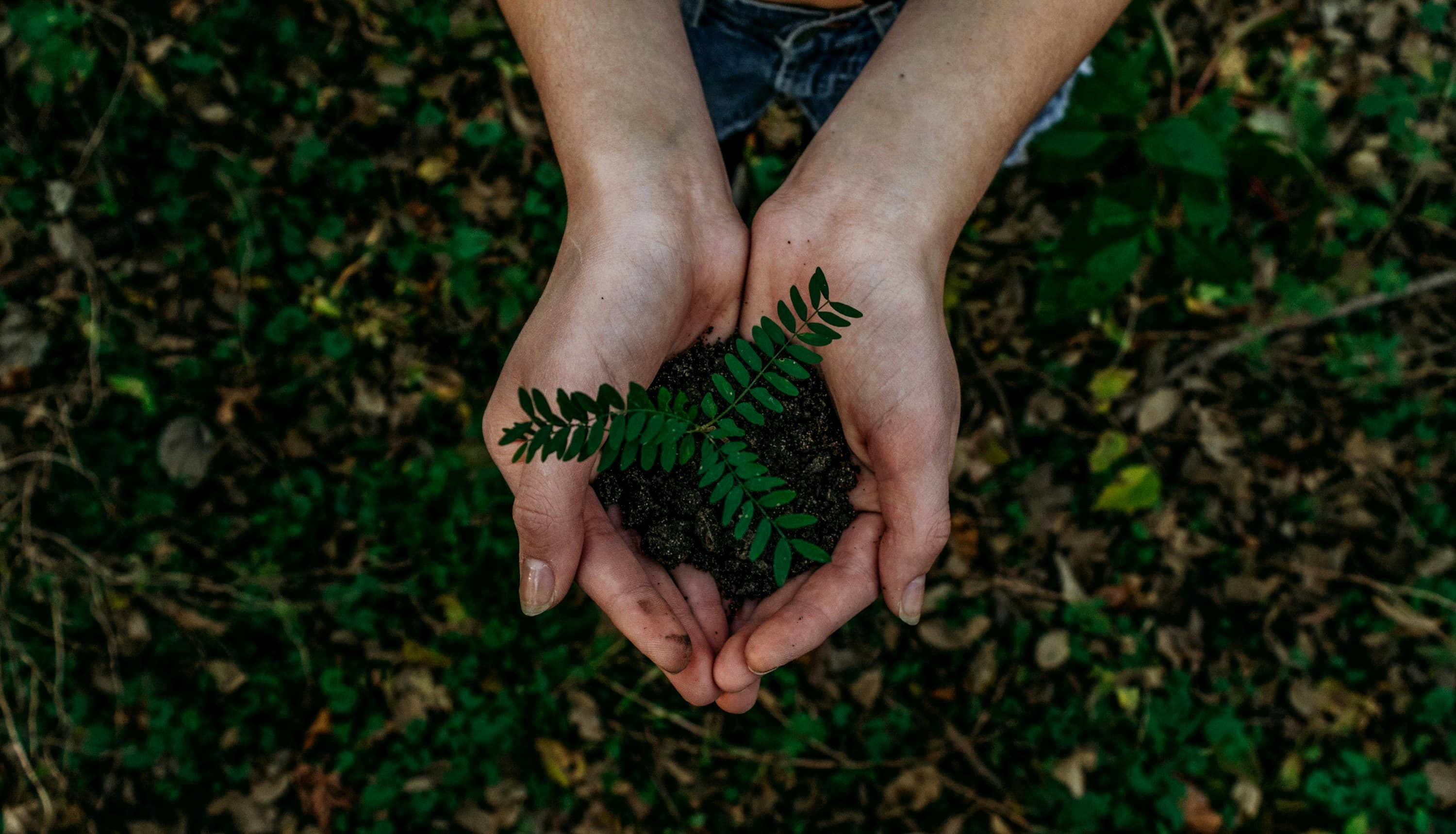 Design a voluntary carbon credit portfolio