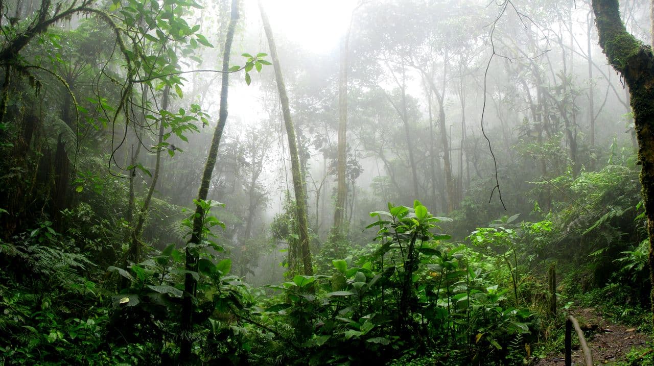 Turn forest stewardship into measurable ecosystem value