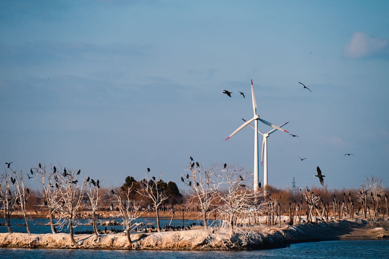 Monitor birds and bats to make wind power nature positive