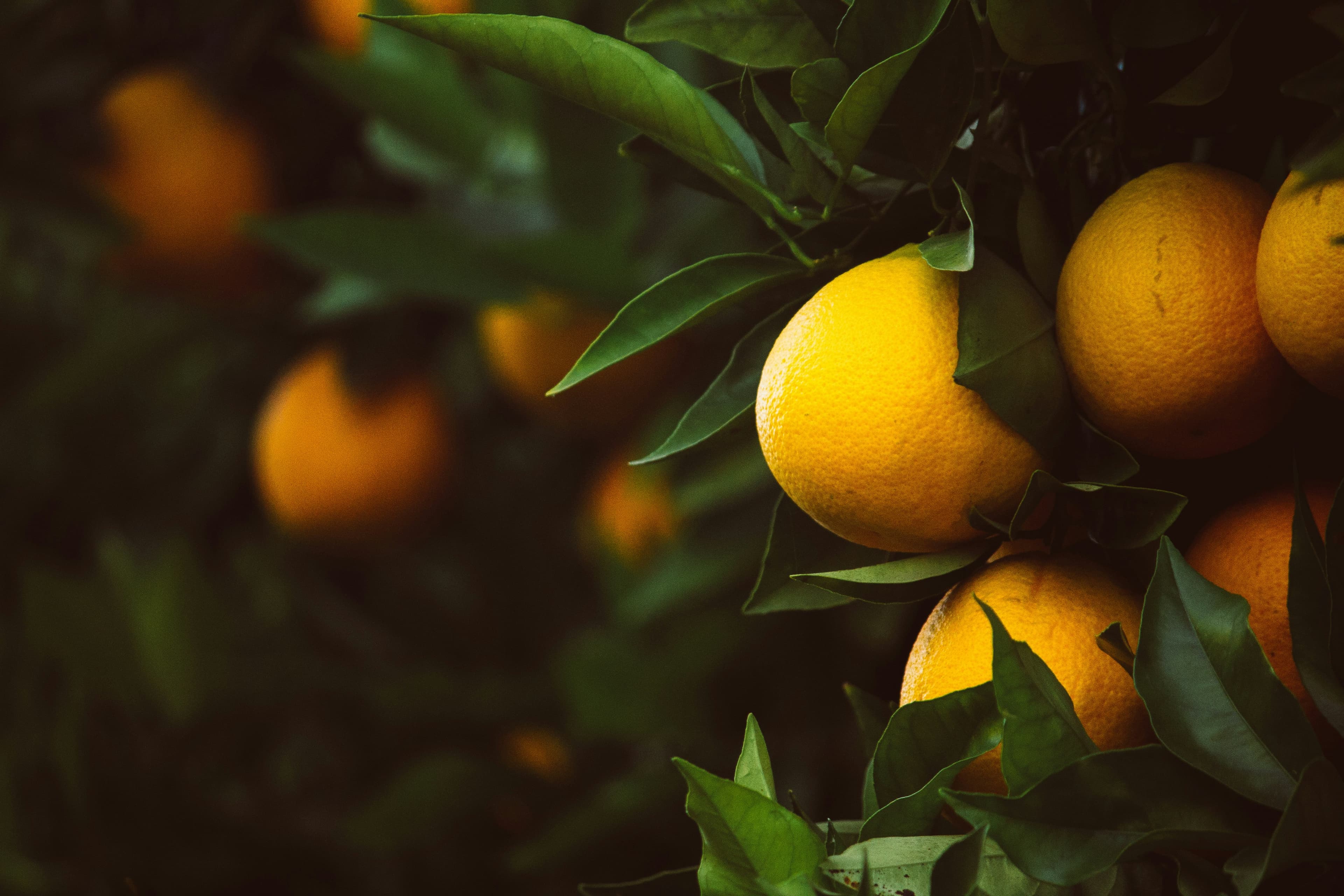 Partner to decarbonize the citrus supply chain