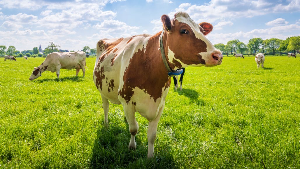Reduce CH4 & N2O emissions with livestock manure management 