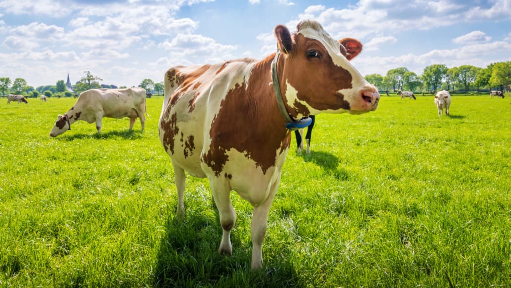 Reduce CH4 & N2O emissions with livestock manure management