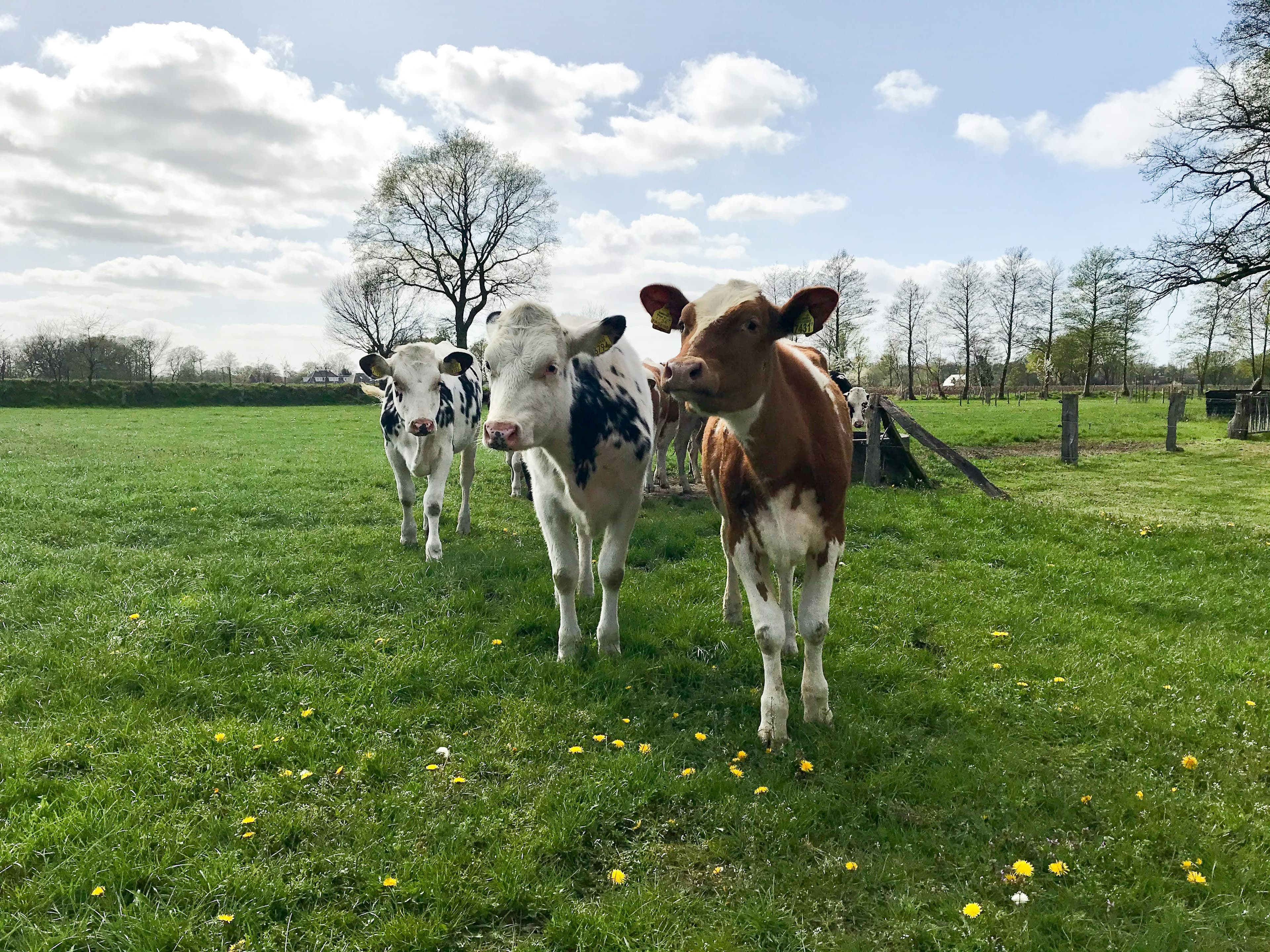 Reward regenerative dairy through biodiversity monitoring