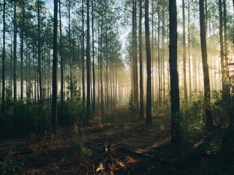 Increase carbon removals with sustainable forest management