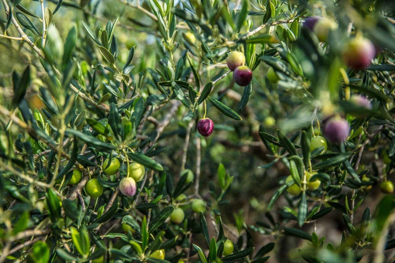 Turn olive stone waste into effervescent tubes