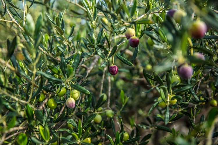 Turn olive stone waste into effervescent tubes