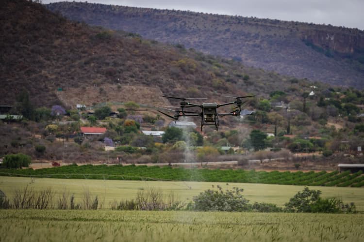 Restore burnt forest with drone seeding and local labour