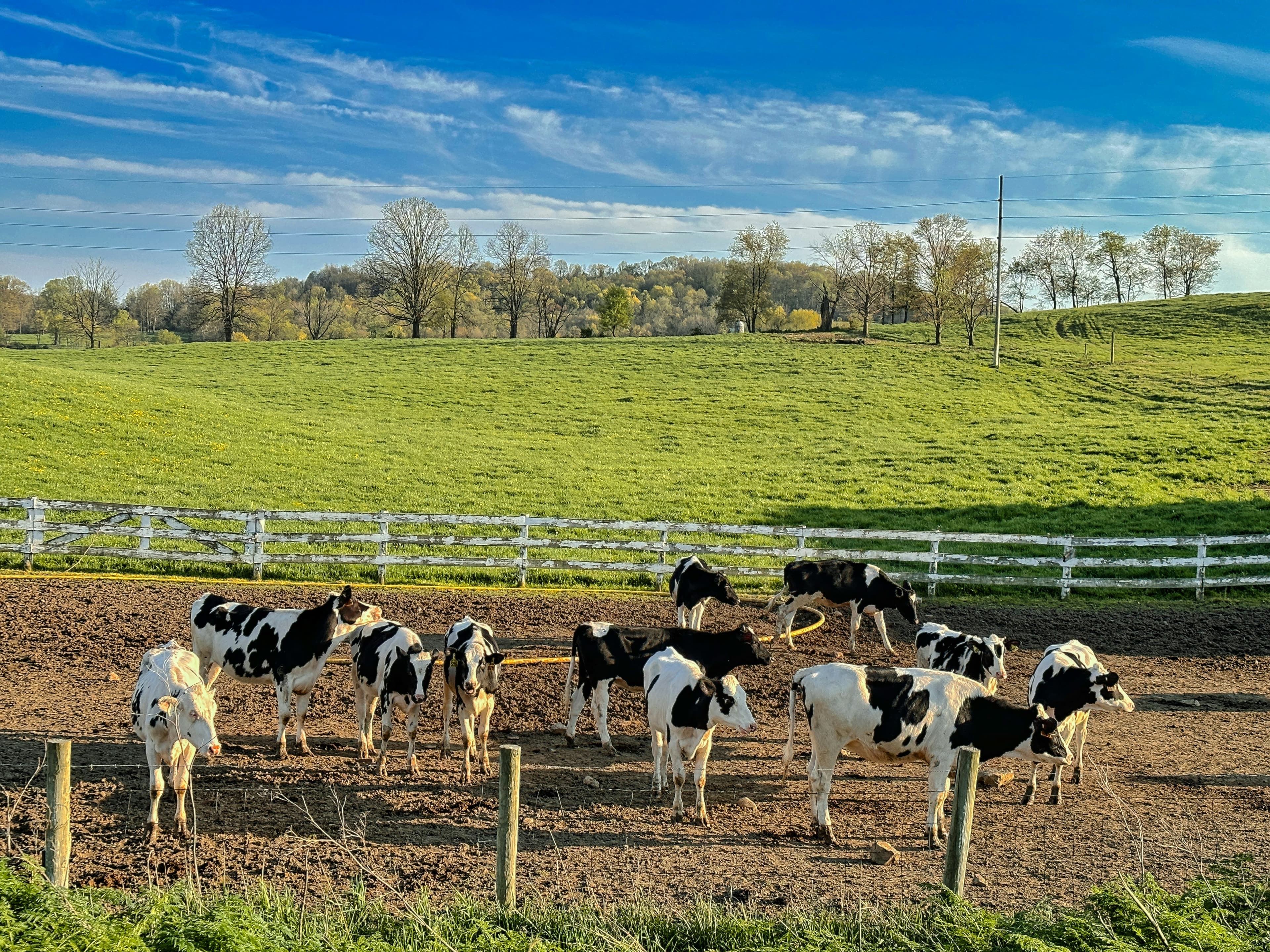 Cut carbon emissions with amino acid-balanced cattle feed