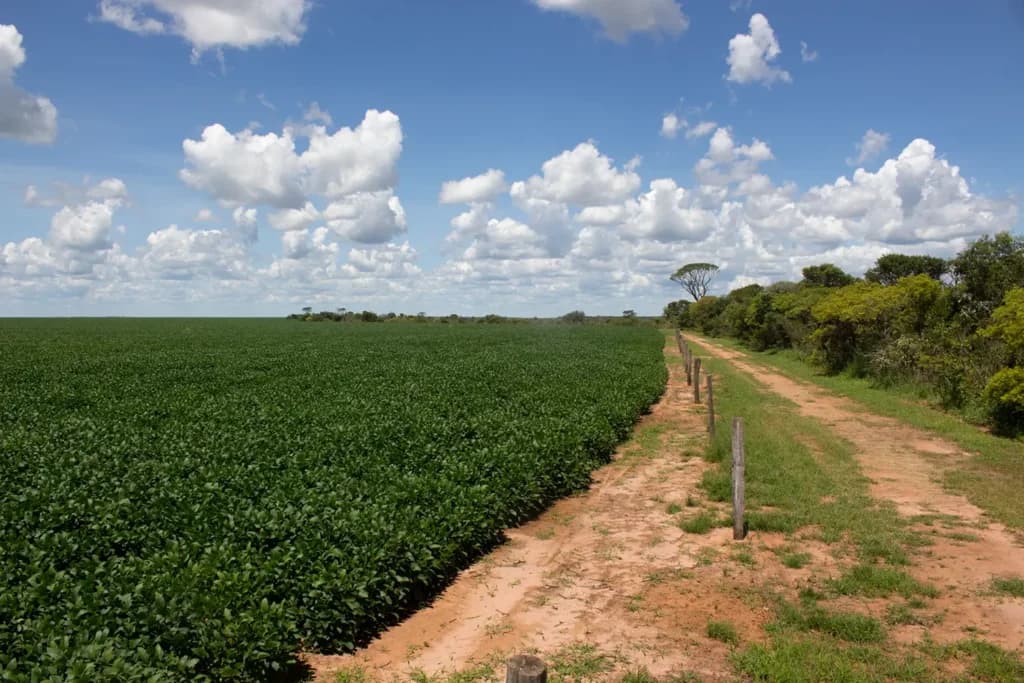 Accelerate DCF soy production in the Brazilian Cerrado