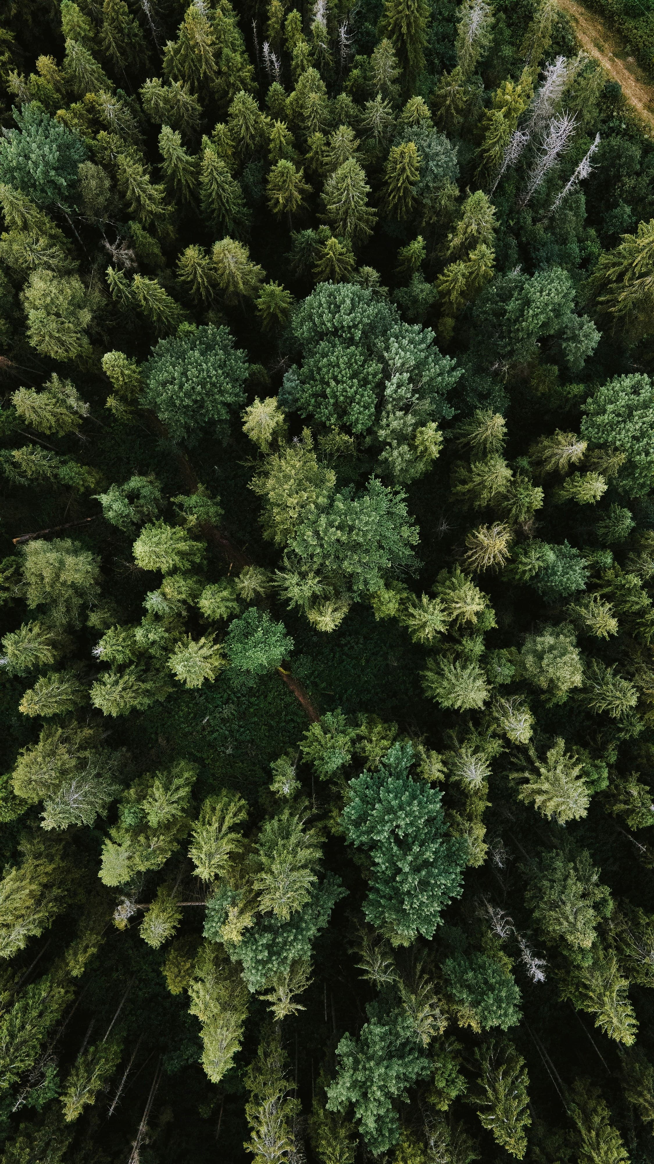 Drive nature conservation, social capital and carbon cuts