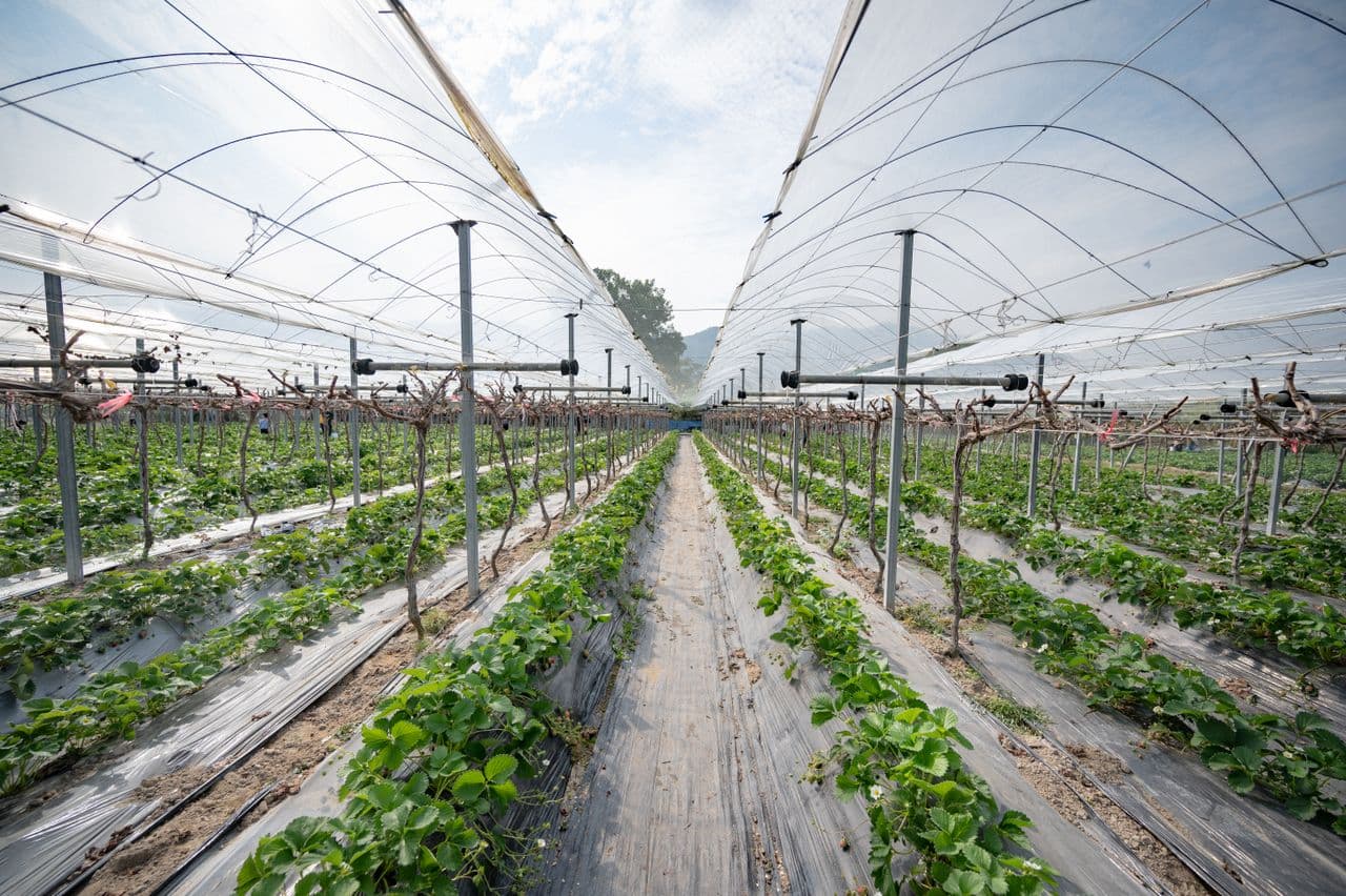 Digitise greenhouses to cut water and fertiliser use