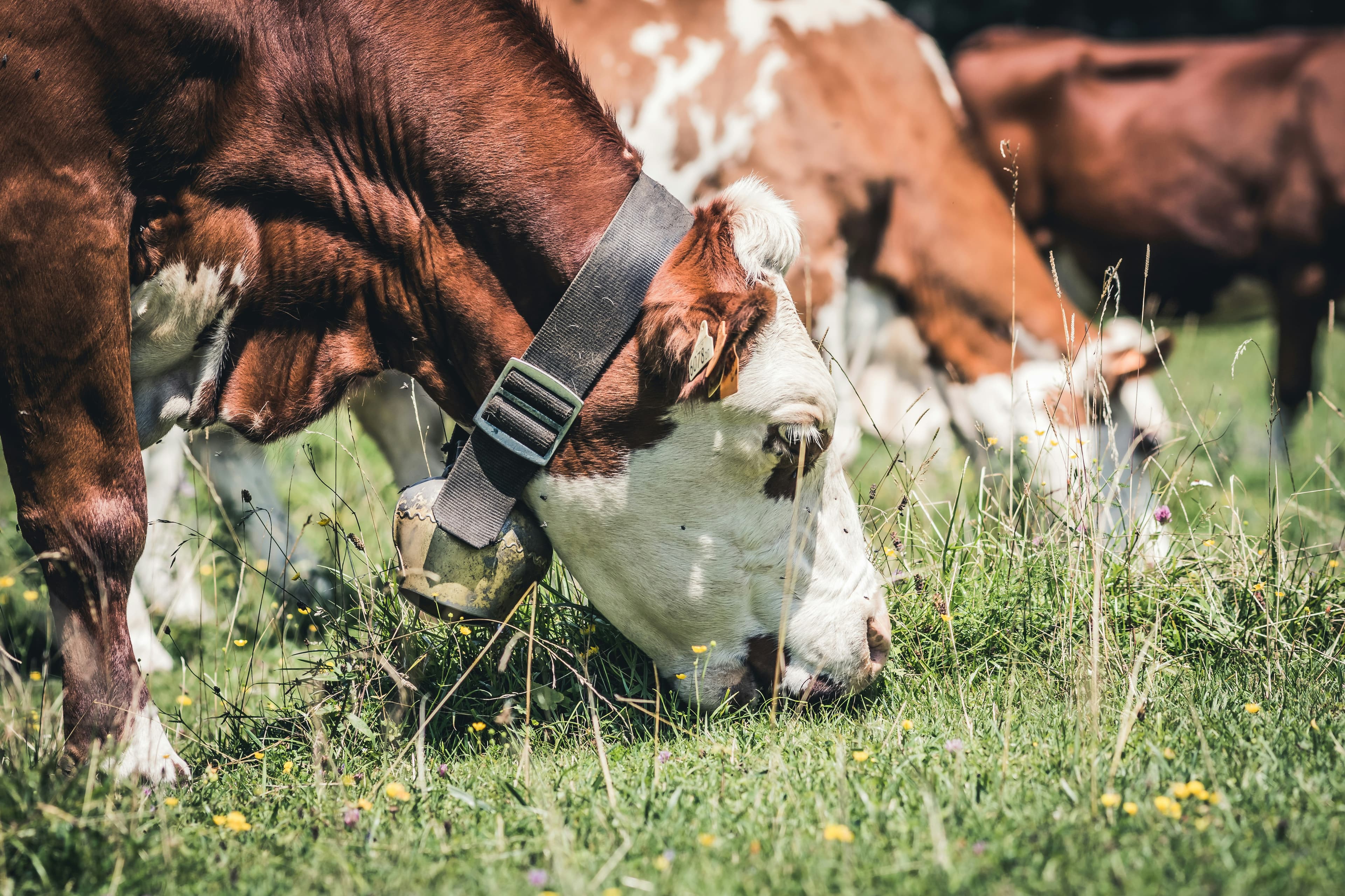 Reduce enteric fermentation emissions from ruminant animals