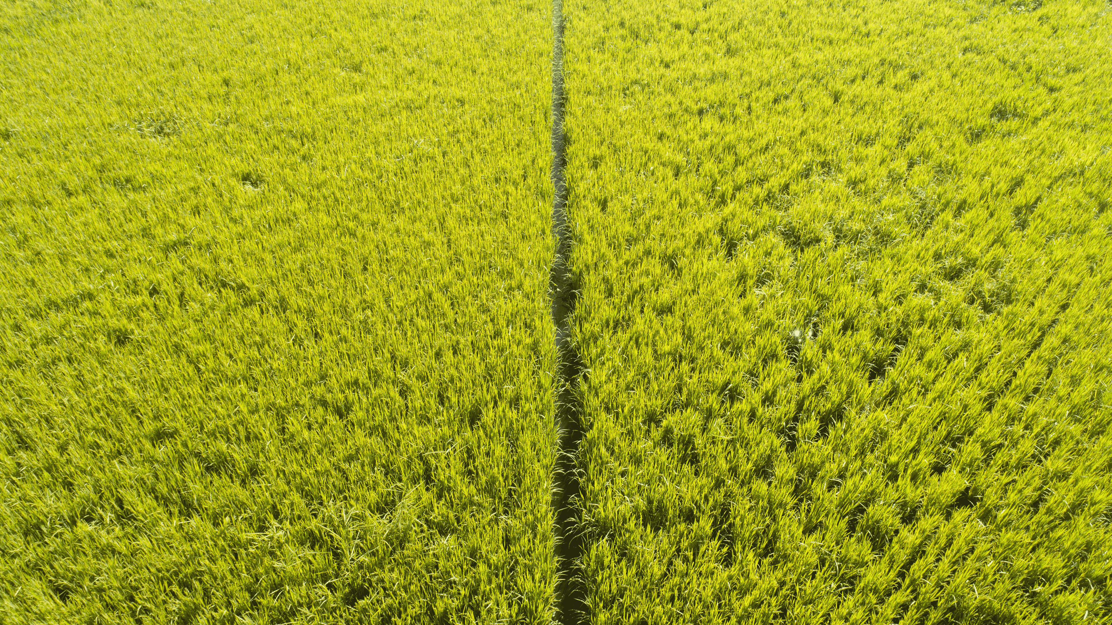 Optimize water use for rice irrigation