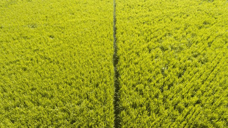 Optimize water use for rice irrigation