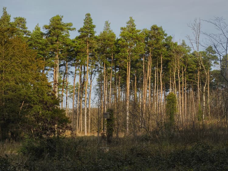 Strengthen forest conservation through financial inclusion