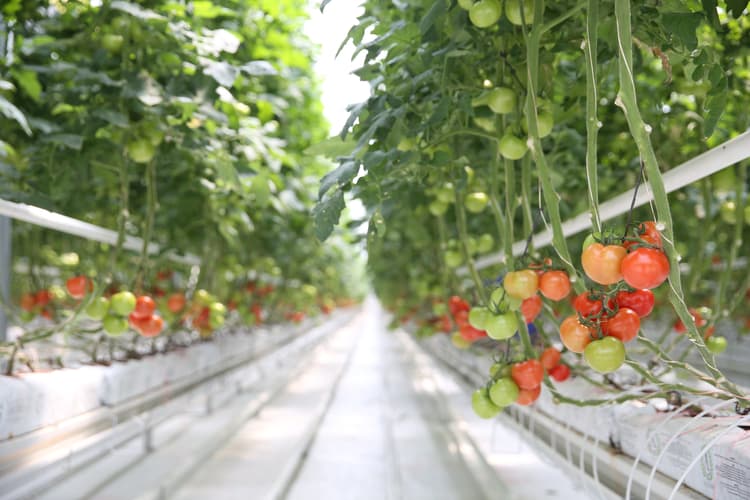 Digitise greenhouses to cut water and fertiliser use