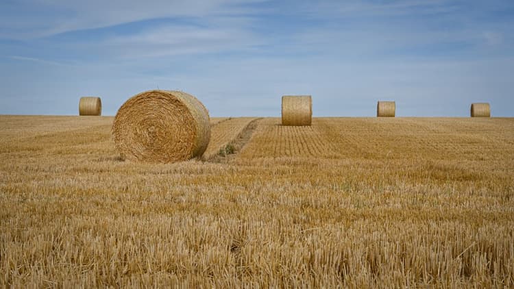 Turn barley straw into new circular value