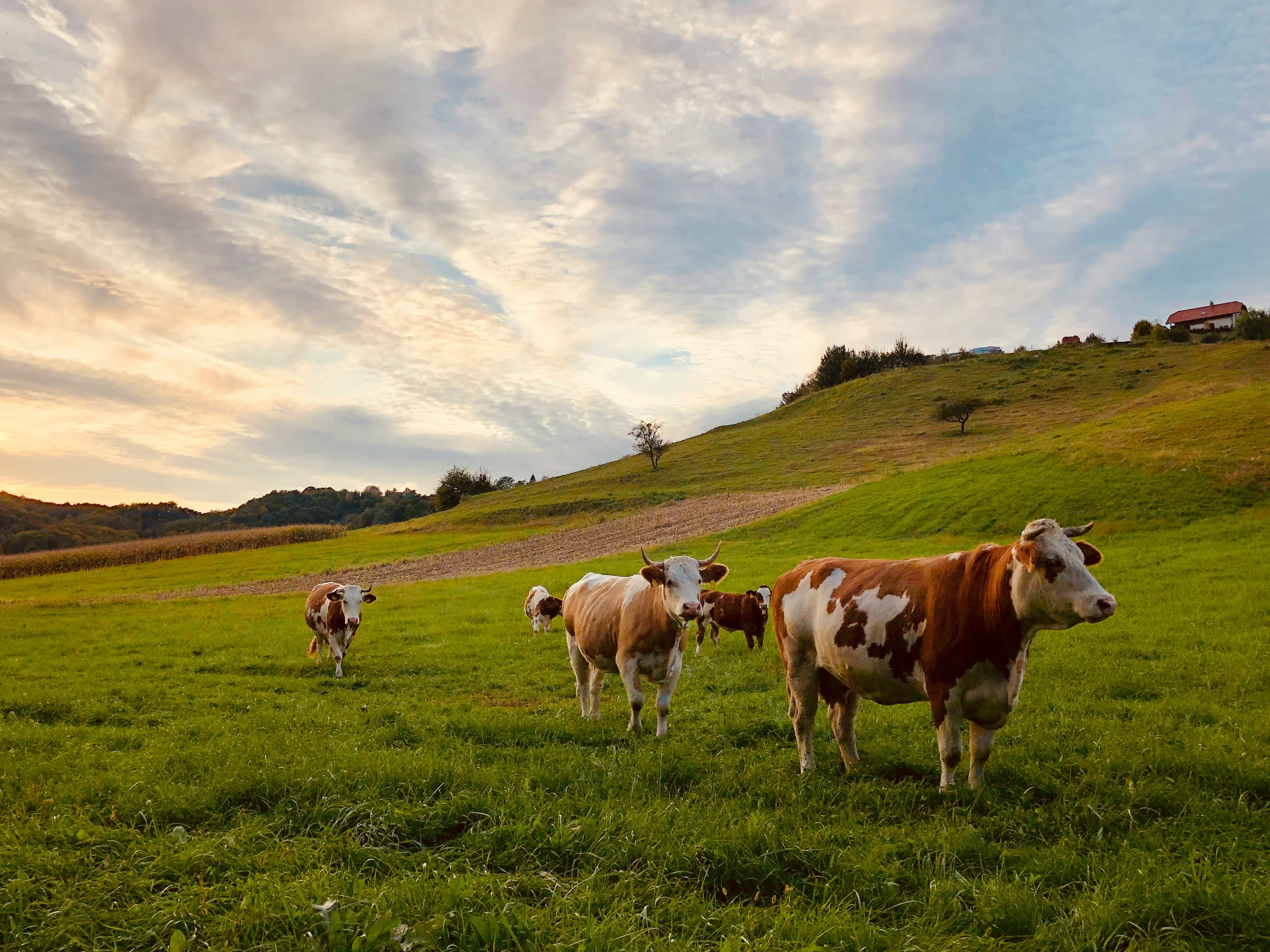 Advance traceability for sustainable cattle supply chain