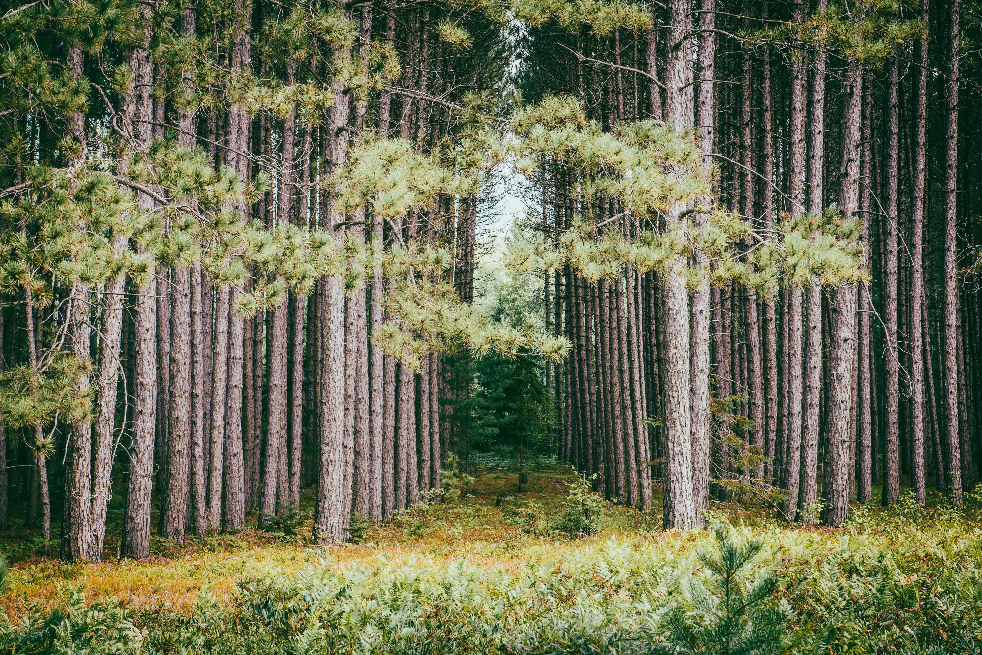 Silviculture to maintain and enhance forest carbon sinks