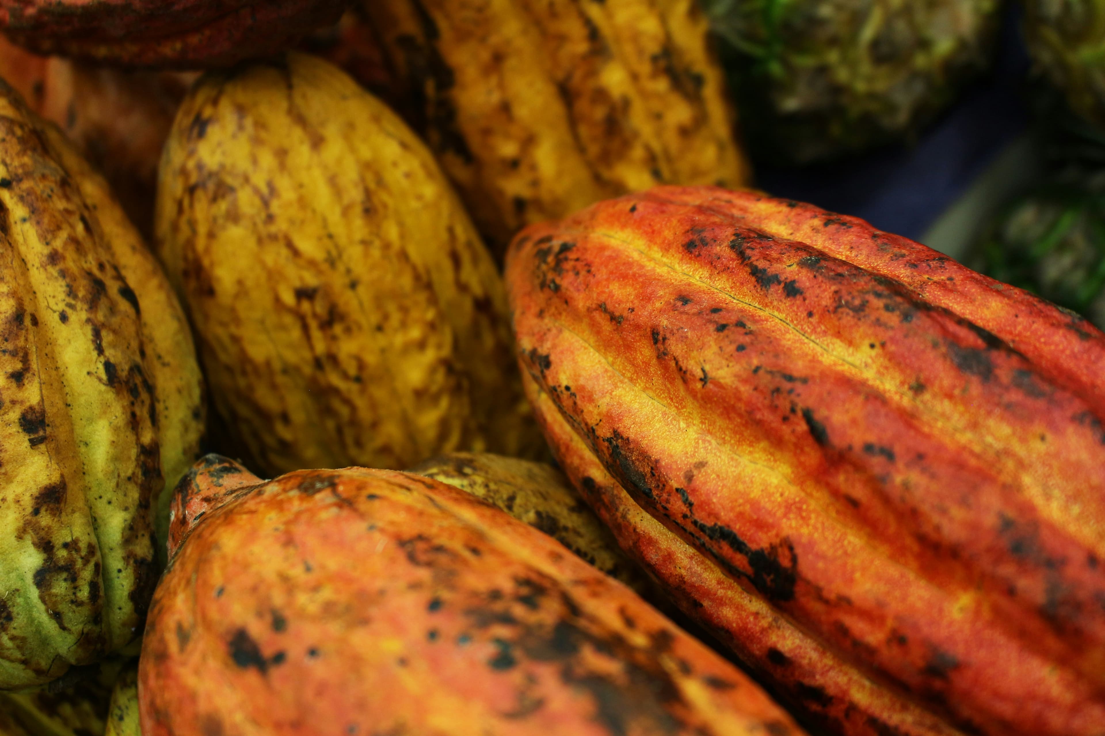 Boost Cocoa Yields through Family Incentives