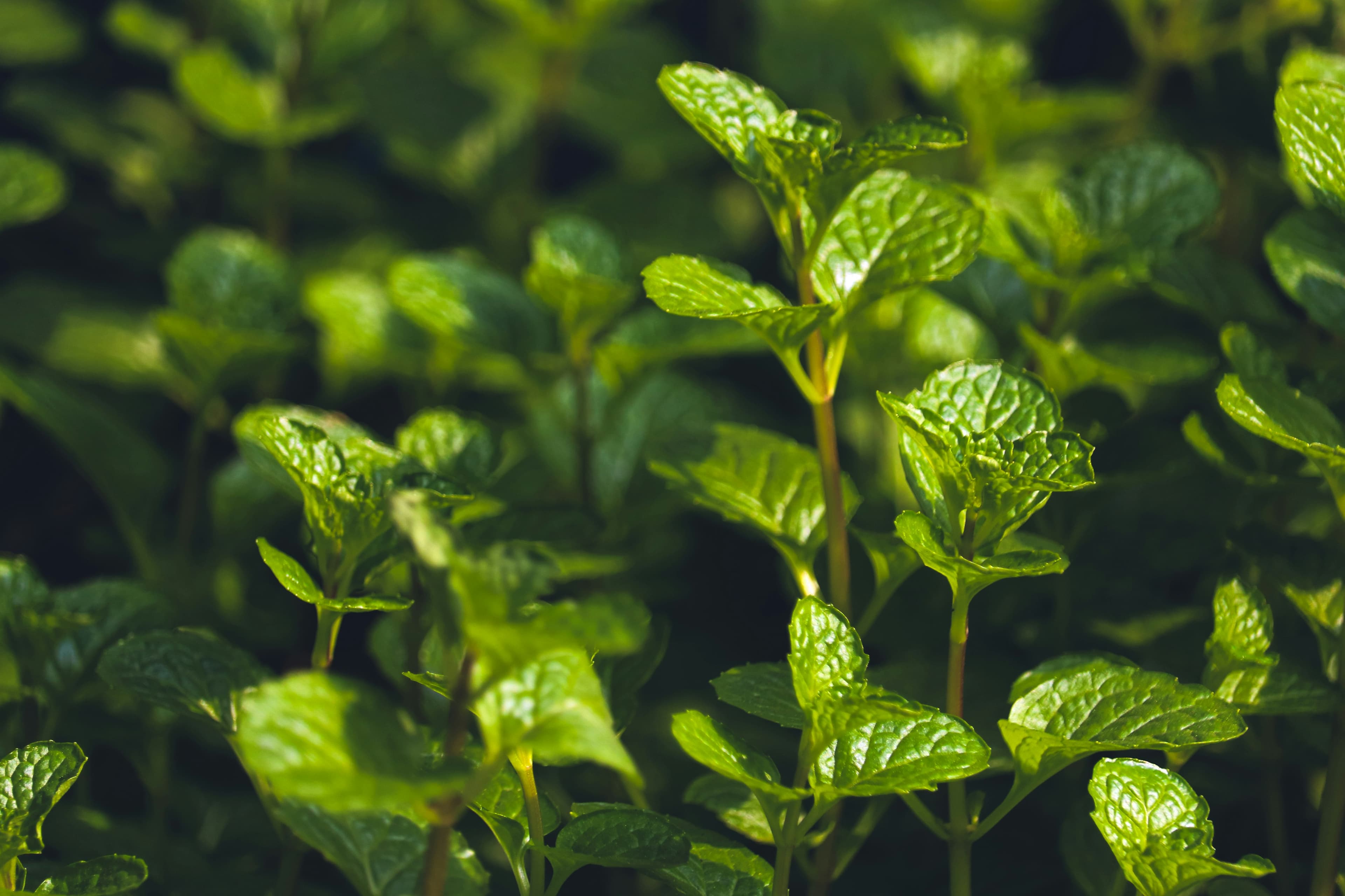 Decarbonize Mint Supply Chains through Climate-Smart Farming