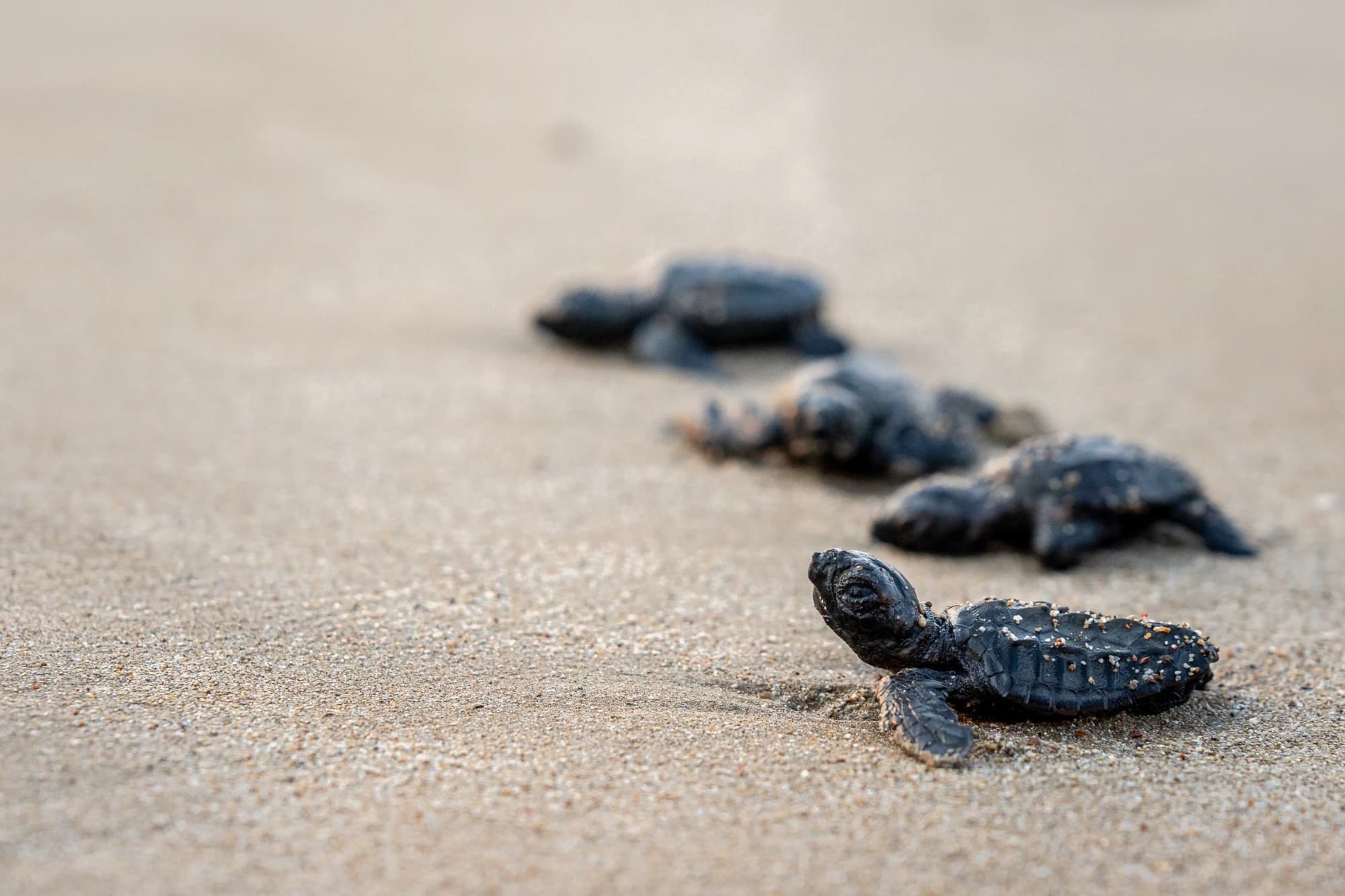 Protect coastal biodiversity beyond the site boundary